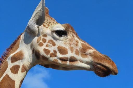 🦁 아키요시다이 자연동물공원 사파리랜드(아키요시다이 시젠도부츠코엔 사파리란도) 이미지 6